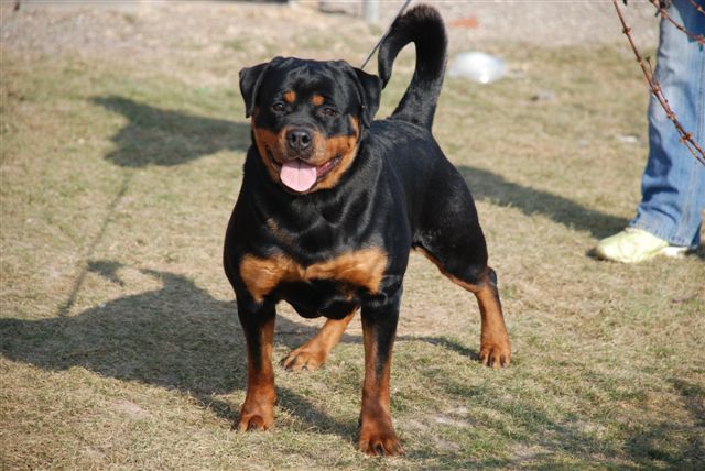 Arzadons Roxanne Arzadons Roxanne